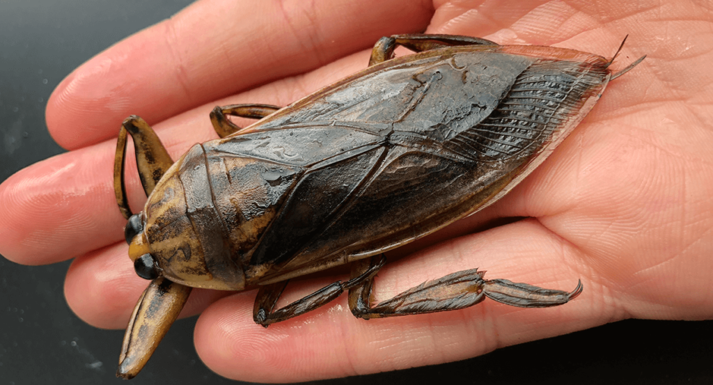 Giant Water Bug