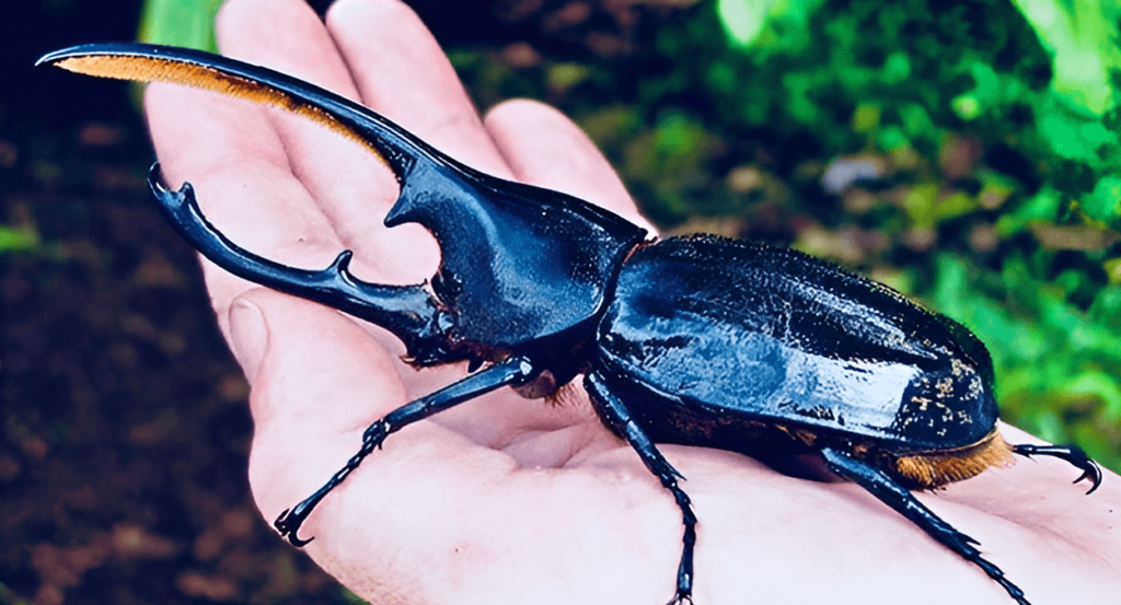 Hercules Beetle