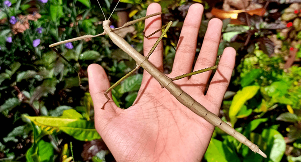 Stick Insect