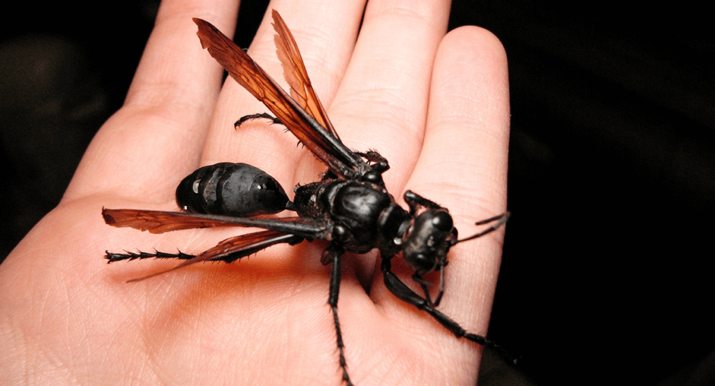 Tarantula Hawk Wasp